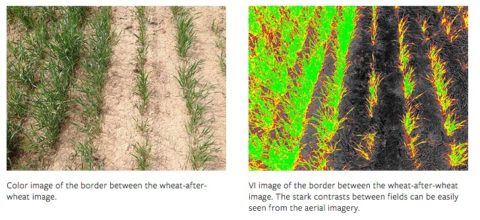 NDVI-processed image by drone app