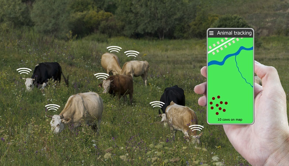 how iot can tracking enimals on farm